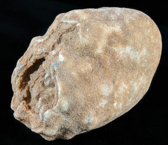 Flower-Like Sandstone Concretion - Pseudo Stromatolite #62228